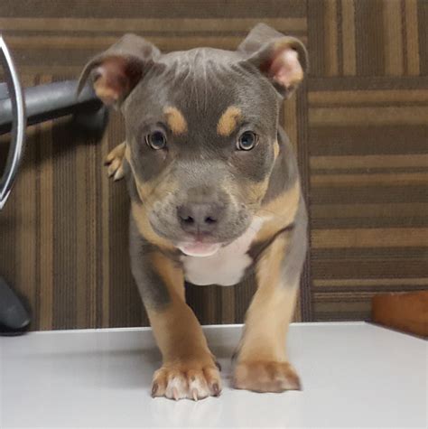 Pitbull Puppies Tri Color
